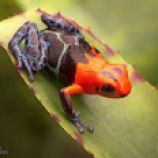 Red-headed poison frog (Ranitomeya fantastica). Photo credit: Dirk Ercken.