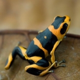 Summers poison frog (Ranitomeya summersi). Image Credit: Jason Brown.