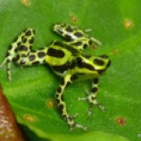 Splash-back or Zimmerman's poison frog (Ranitomeya variabilis), spotted morph. Photo credit: Andreas Kay.