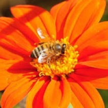 Honeybee. Photo Credits: Kathy Keatley Garvey.