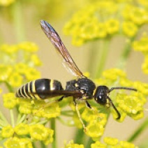 Black stripped yellow wasp. Photo Credit: Lynn Bergen.