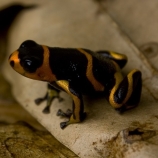 Mimic poison frog (Ranitomeya imitator), banded morph. Image Credit: Evan Twomey.