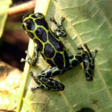 Mimic frog (Ranitomeya imitator), spotted morph. Photo credit: Jason Brown.