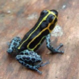 Mimic poison frog (Ranitomeya imitator), striped morph. Image Credit: John Clare.