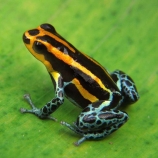 Splash-back or Zimmerman's poison frog (Ranitomeya variabilis), striped morph.